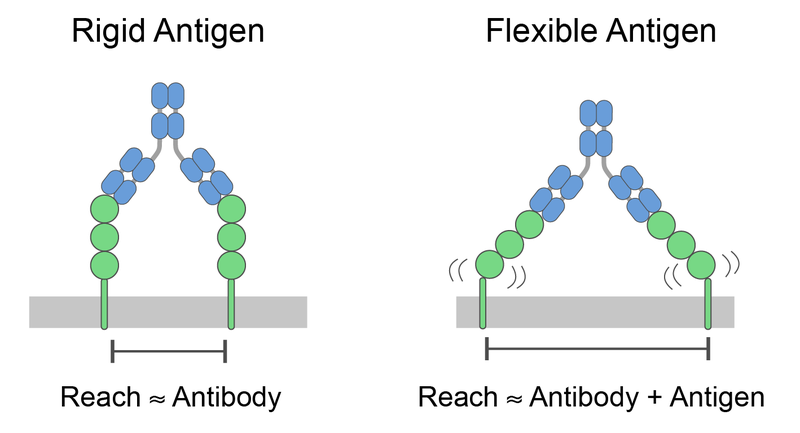 Figure8 antigenflex figure8 antigenflex
